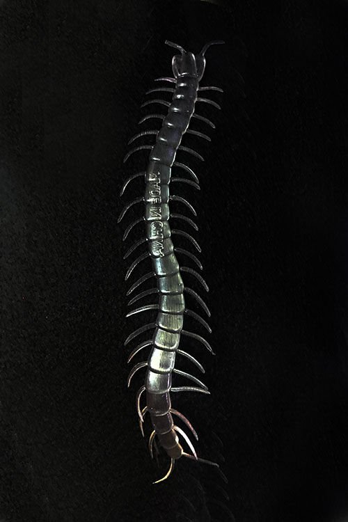 Karanlıkta Parlayan Fosforlu Kırkayak